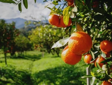 Άγνωστοι στα Χανιά έκλεψαν ένα τόνο μανταρίνια από χωράφι